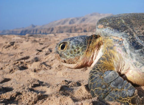 Turtle Watching With Desert Safari